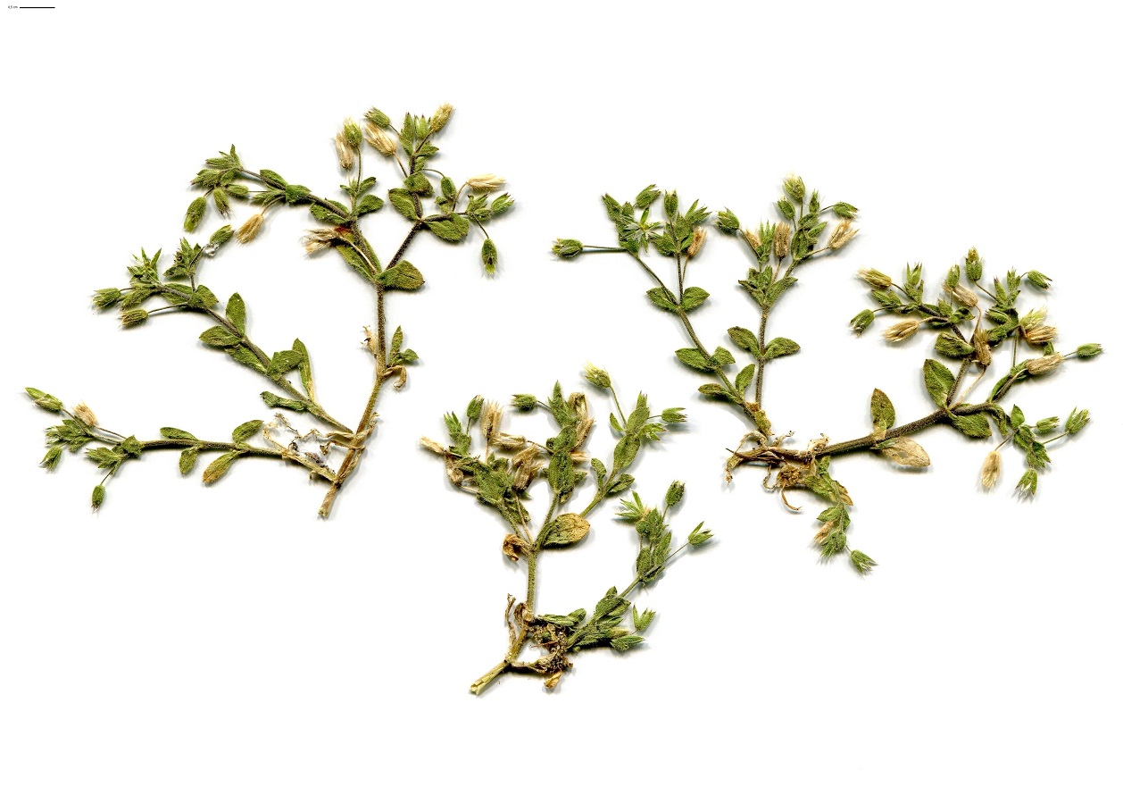 Cerastium diffusum (Caryophyllaceae)